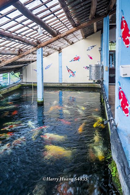 佳河錦鯉園|龍潭三洽水觀光｜巨無霸佳河錦鯉園、繞山花、三和青創基地、多 